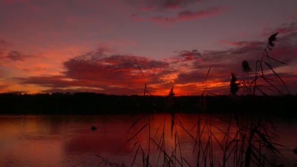 Rural Scene Sunset View Pampas Grass Waterfront One Swan Lake — 图库视频影像