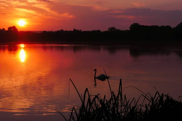 Sunlight Water Lake Dramatic Sky Silhouette Water Bird Sunrise Lake — Stockfoto