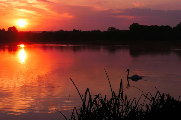 Sunlight Water Lake Dramatic Sky Silhouette Water Bird Sunrise Lake — Stockfoto