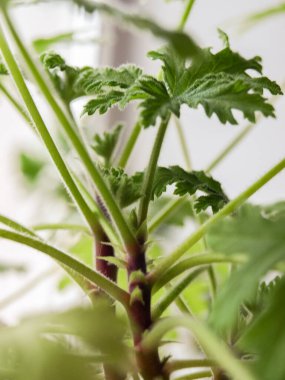 Pencere kenarında güneş ışığında filizlenen küçük güzel pelargonium..