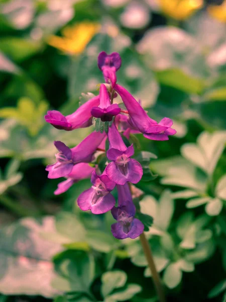 Close Image Beautiful Blooming Flowers — 图库照片