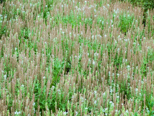 Groene Planten Het Bos Met Schaduw Grond — Stockfoto