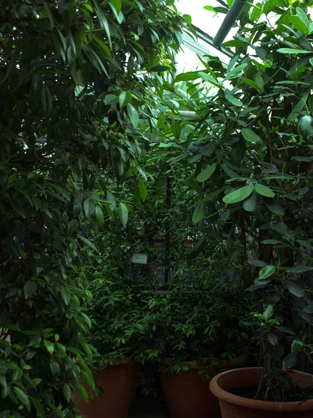 Beautiful Green Leaves High Trees Garden Greenhouse —  Fotos de Stock