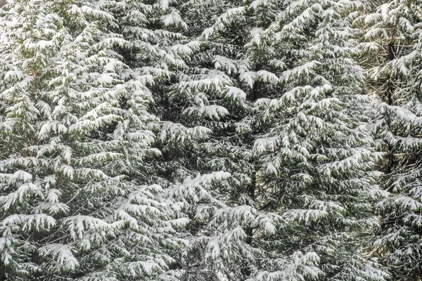 Lussureggiante di abeti coperti di neve. texture naturale sfondo — Foto Stock