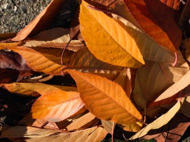 Turuncu, sarı ve kırmızı yapraklar güneş ışığıyla parlıyor.