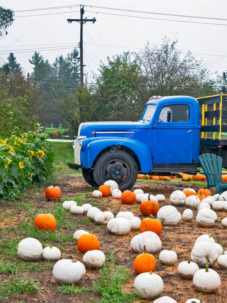 White and orange pumpkins laying on the ground beside the blue truck