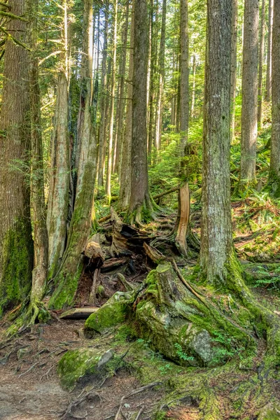 Aydınlık yaz gününde koyu yeşil orman.