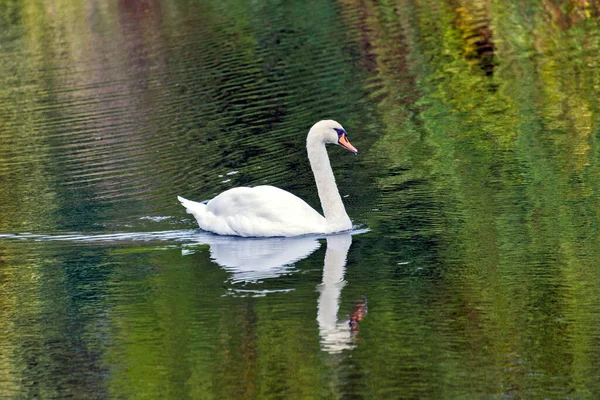 Weißer Schwan Schwimmt Der Oberfläche Eines Sees — Stockfoto
