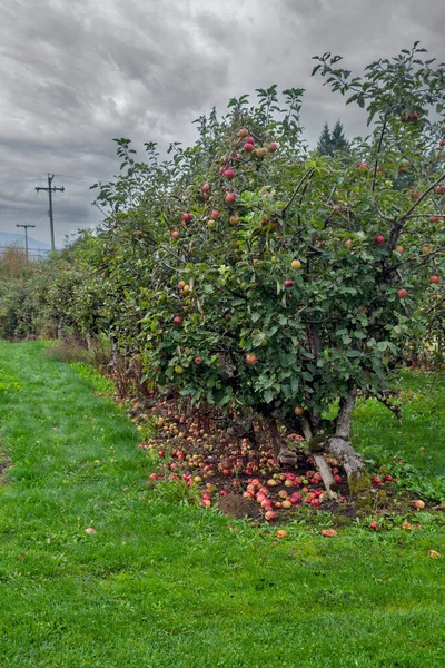Ripen Apples Ground Apple Tree Ungathered Apple Harvest Orchard — Fotografia de Stock