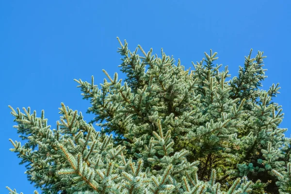 Dennenboom Takken Blauwe Lucht Achtergrond — Stockfoto
