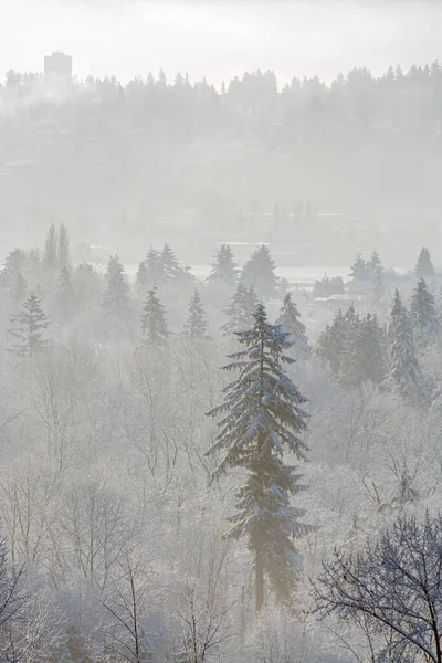 Paysage Hivernal Vue Sur Fleuve Fraser Burnaby Colombie Britannique Canada — Photo