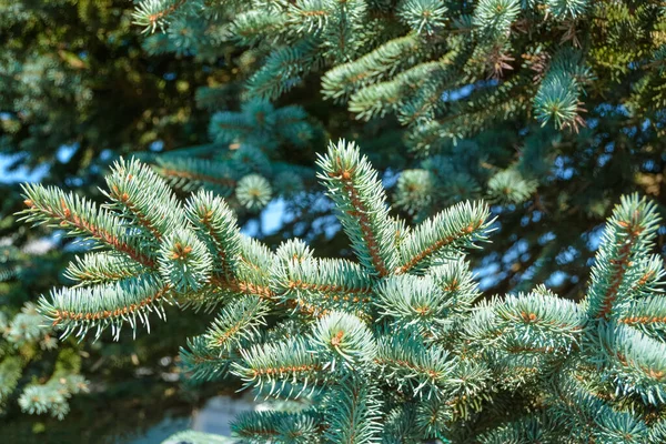 Fir Träd Grenar Och Gröna Blad Konsistens Bakgrund — Stockfoto