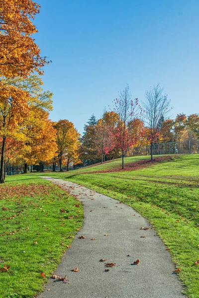 Stezka Plná Javorových Listů Parku Slunečný Den Parku Podzimní Sezóně — Stock fotografie