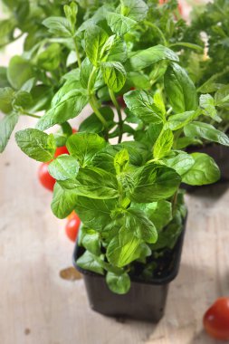 bir tencerede dikilen domates