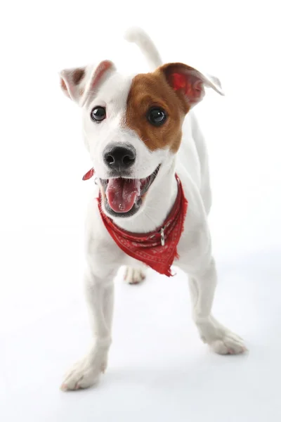 Jack Russell Terrier dog joyful — Stock Photo, Image