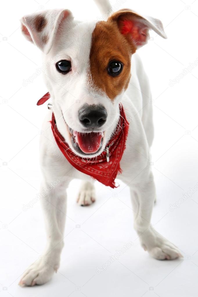 Jack Russell Terrier happy dog