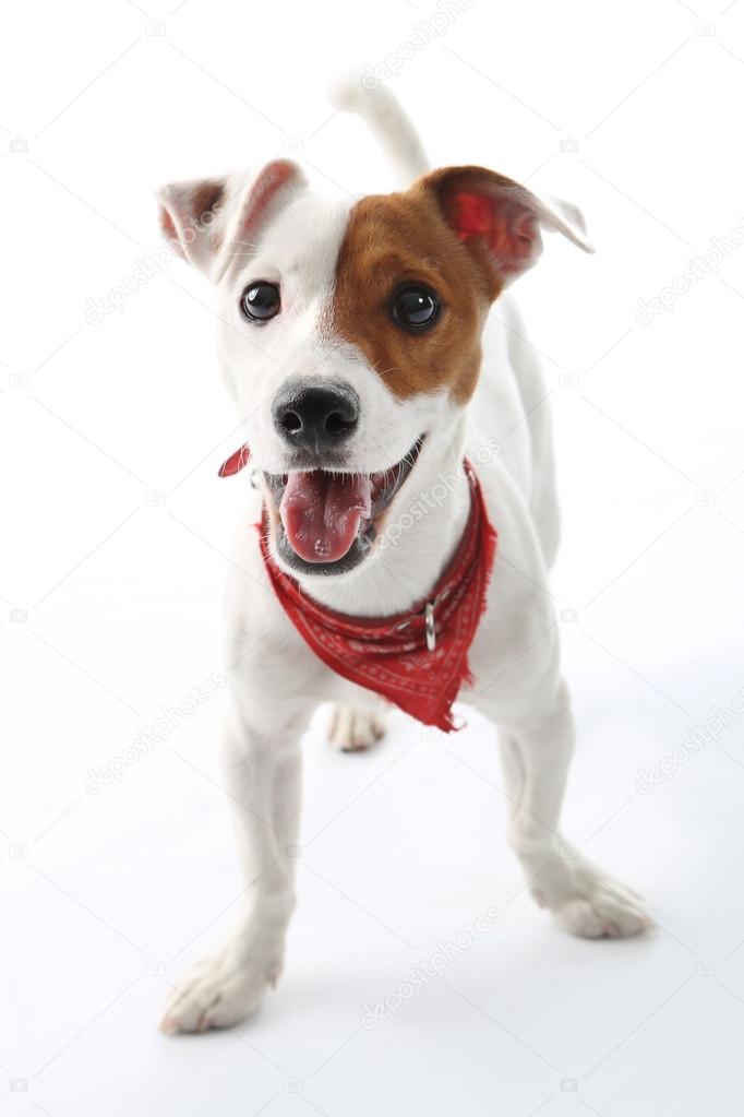 Jack Russell Terrier dog joyful
