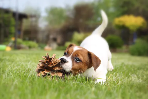 Puppy Play - dog bites cone — Stock Photo, Image