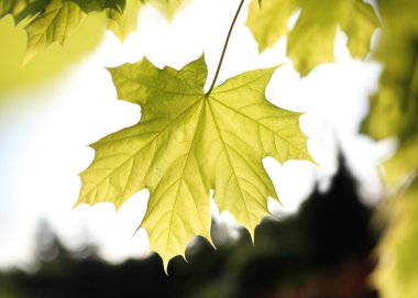 Maple, green leaf clipart