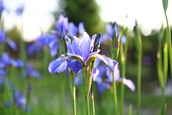 アイリスの花の草原 — ストック写真