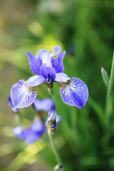 Iris - yaz peyzaj — Stok fotoğraf