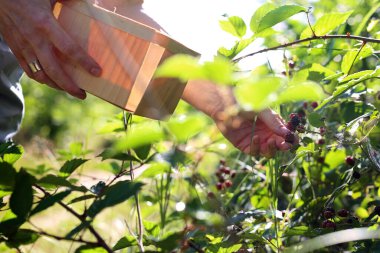 Yabani böğürtlen hasadı. Kadın olgun meyveleri çalılardan topluyor.