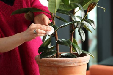 Cleaning flowers. The woman cleans the leaves of the flowers.