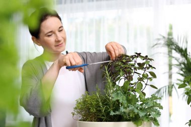 Home herbarium. A woman is cutting herbs in her home garden