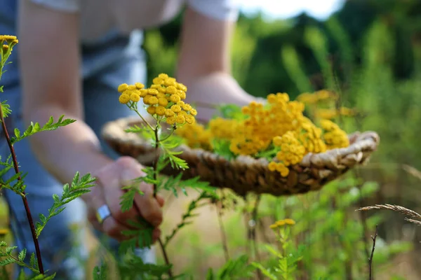 Tansy Doğal Tıp Kadın Çayırda Topluyor — Stok fotoğraf