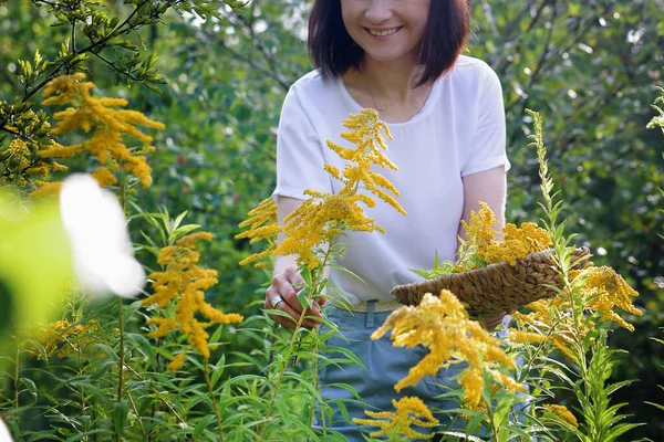 Herbal Medicine Woman Picks Yellow Goldenrod Herbs Meadow — Stock Photo, Image