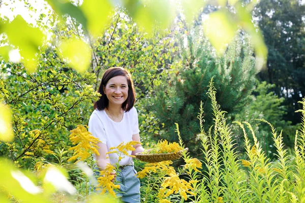 Obat Alami Wanita Itu Mengumpulkan Herbal Padang Rumput — Stok Foto