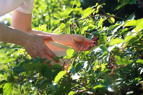 Jeżyny Ręka Kobiety Zbierającej Owoce — Zdjęcie stockowe