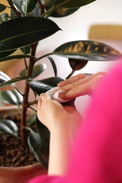 How Care Green Flowers Woman Washes Leaves Potted Flowers — Photo