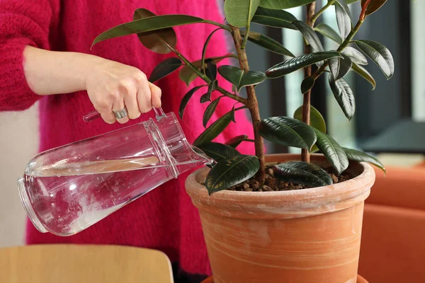 Watering Flowers Home Woman Watering Green Plants —  Fotos de Stock