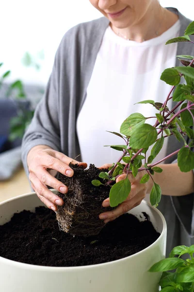Basil Planting Plant Green Home Garden — Stockfoto
