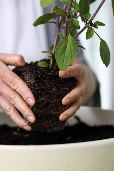 Growing herbs at home, a woman plants herbs in a pot.