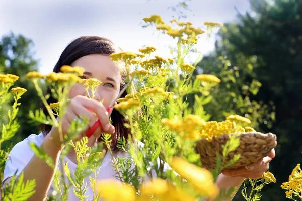 Collecting Herbs Woman Gathering Herbs Meadow Stock Picture