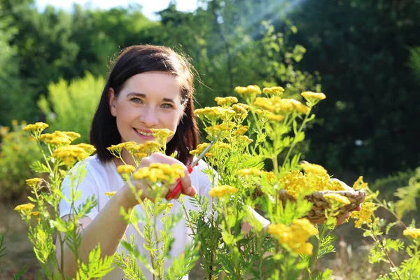 Egy Fiatal Portréja Sárga Virágok Mezejéről Gyógynövényeket Gyűjt Mezőn Stock Fotó