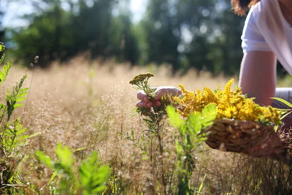 Woman Gathering Herbs Meadow Stock Image