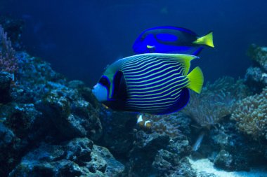 Akvaryumdaki balıklar