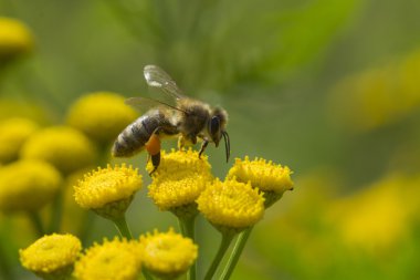 Sarı çiçekte bal arısı