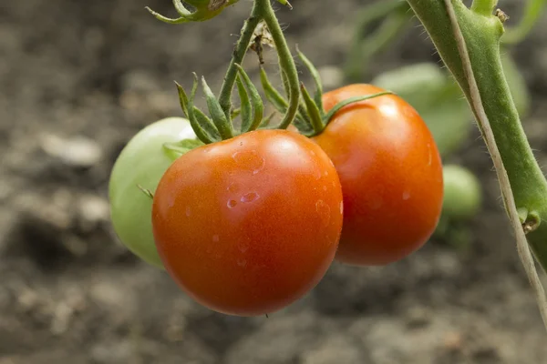 sera içinde doğal domates