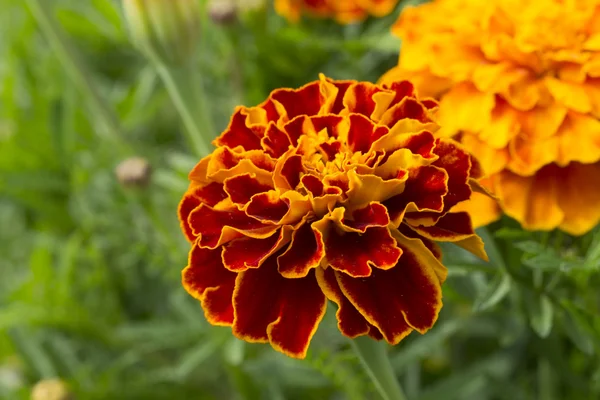 Fransızca marigold çiçek (Tagetes patula L.)