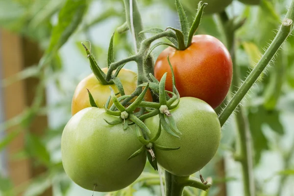 Natural tomatoes in the greenhouse — Stock Photo, Image