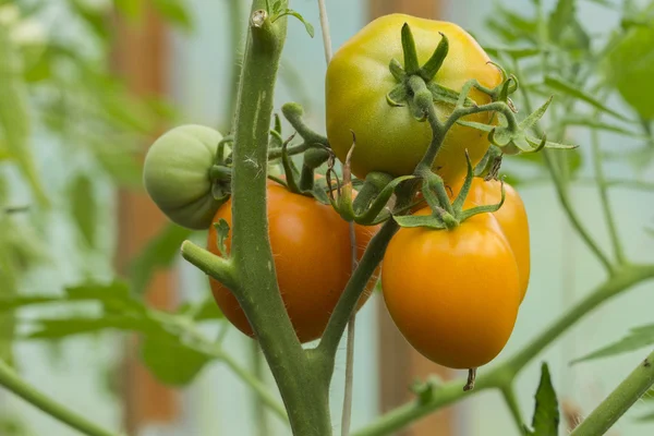 Natural tomatoes in the greenhouse — Stock Photo, Image