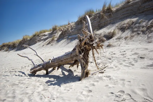 Legno sulla spiaggia — Foto Stock