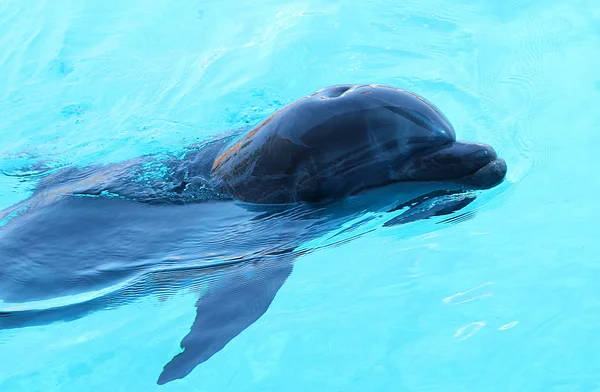 Ein Delfin schwimmt im Pool. — Stockfoto