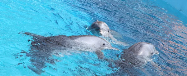 Delfini carini che ballano in acqua azzurra — Foto Stock