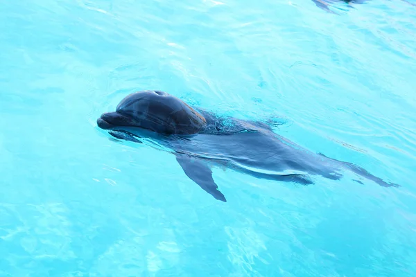 Netter Delfin schwimmt im Pool — Stockfoto