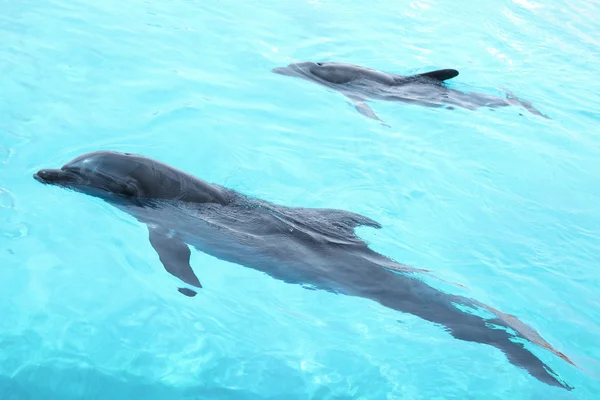 Wunderschöne Delfine, die im Pool schwimmen. — Stockfoto